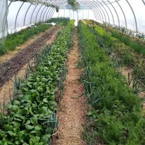 Micro ferme maraîchère bio